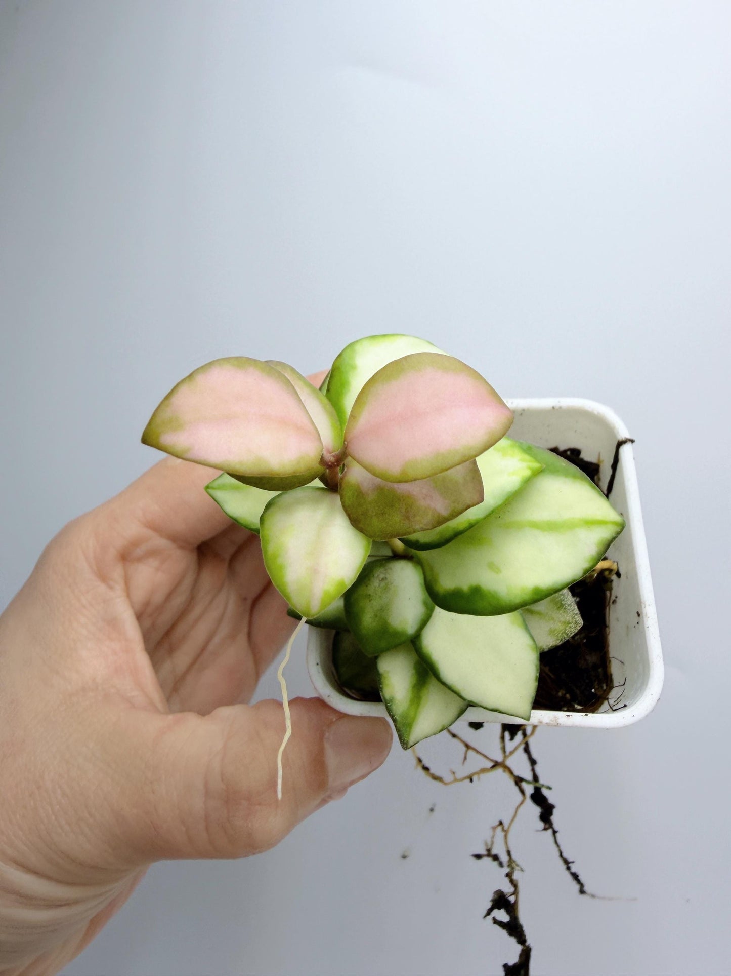 Hoya Heuschkeliana Variegated