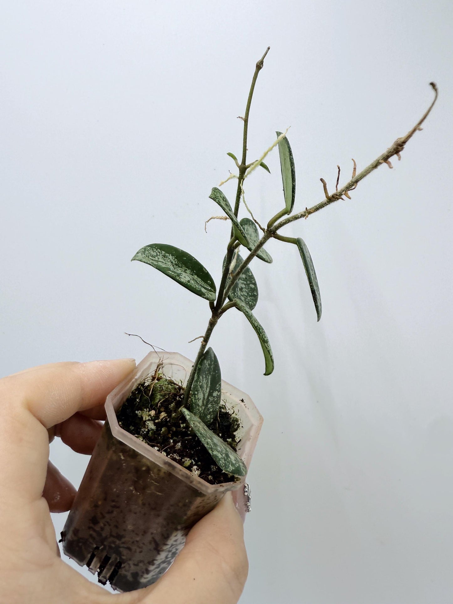 Hoya Mathilde Splash