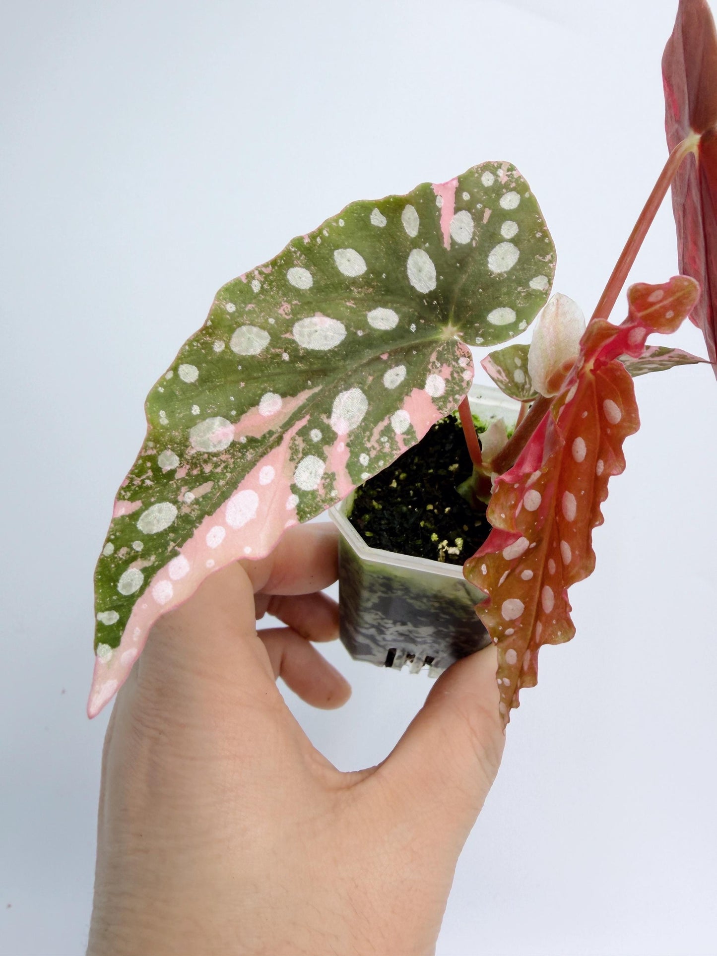Begonia Maculata Pink Variegated