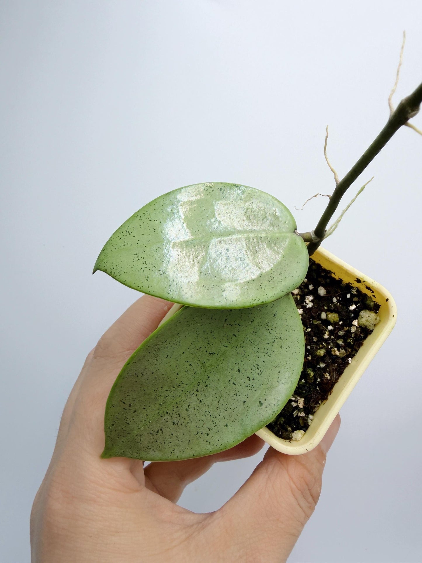 Hoya Verticillata Heart Leaves Silver