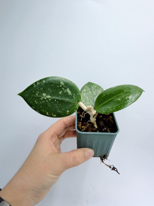 Hoya Verticillata Heart Leaves Splash