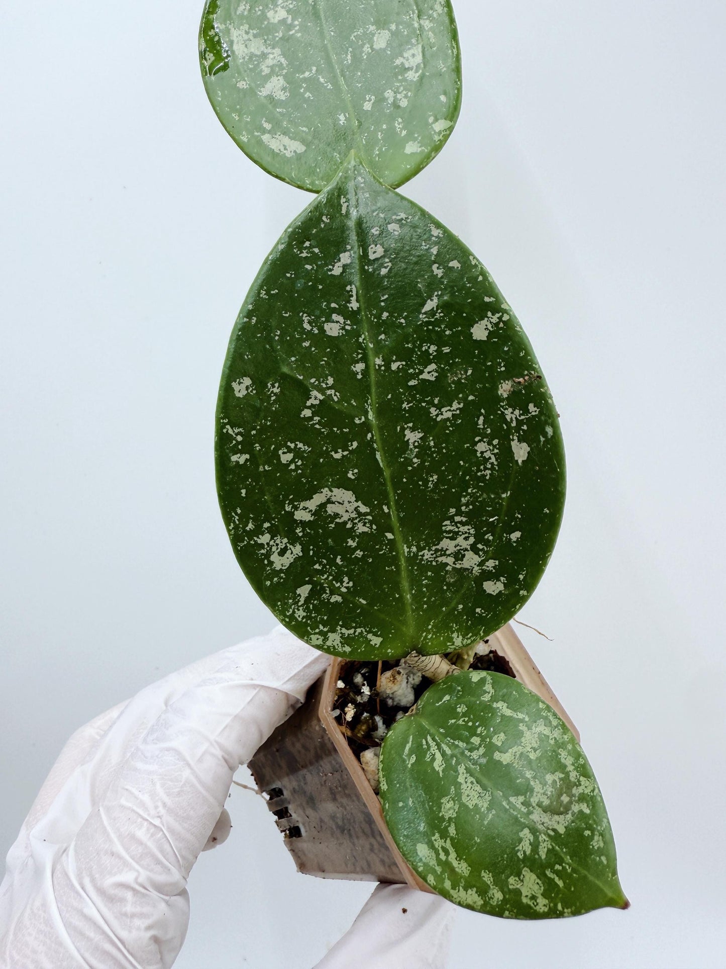 Hoya Verticillata Heart Leaves Splash