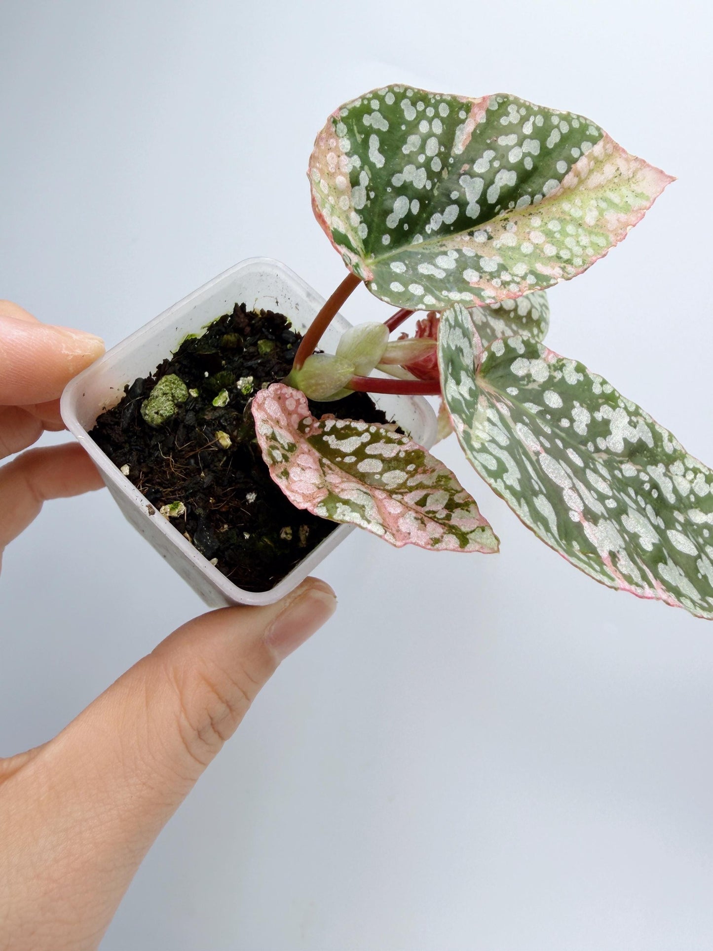 Begonia Snow Capped Variegated