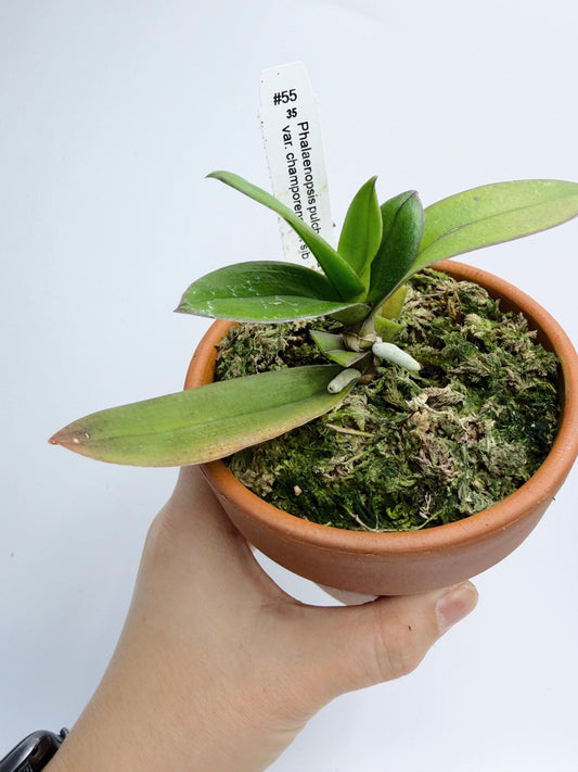 Phalaenopsis pulcherrima var. champorensis x sib