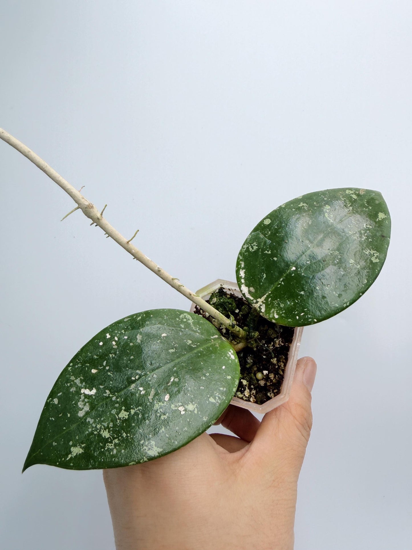 Hoya Verticillata Heart Leaves Splash