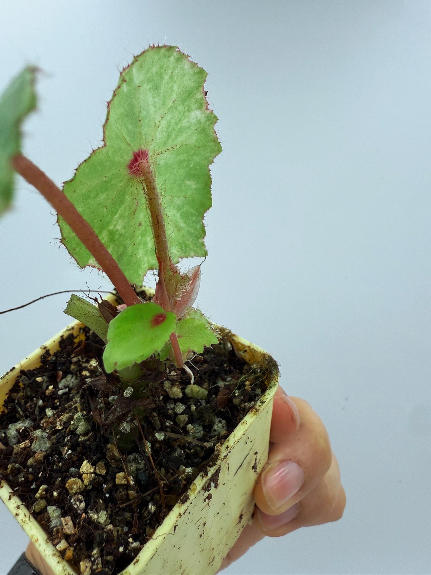 Begonia Rouge Variegated