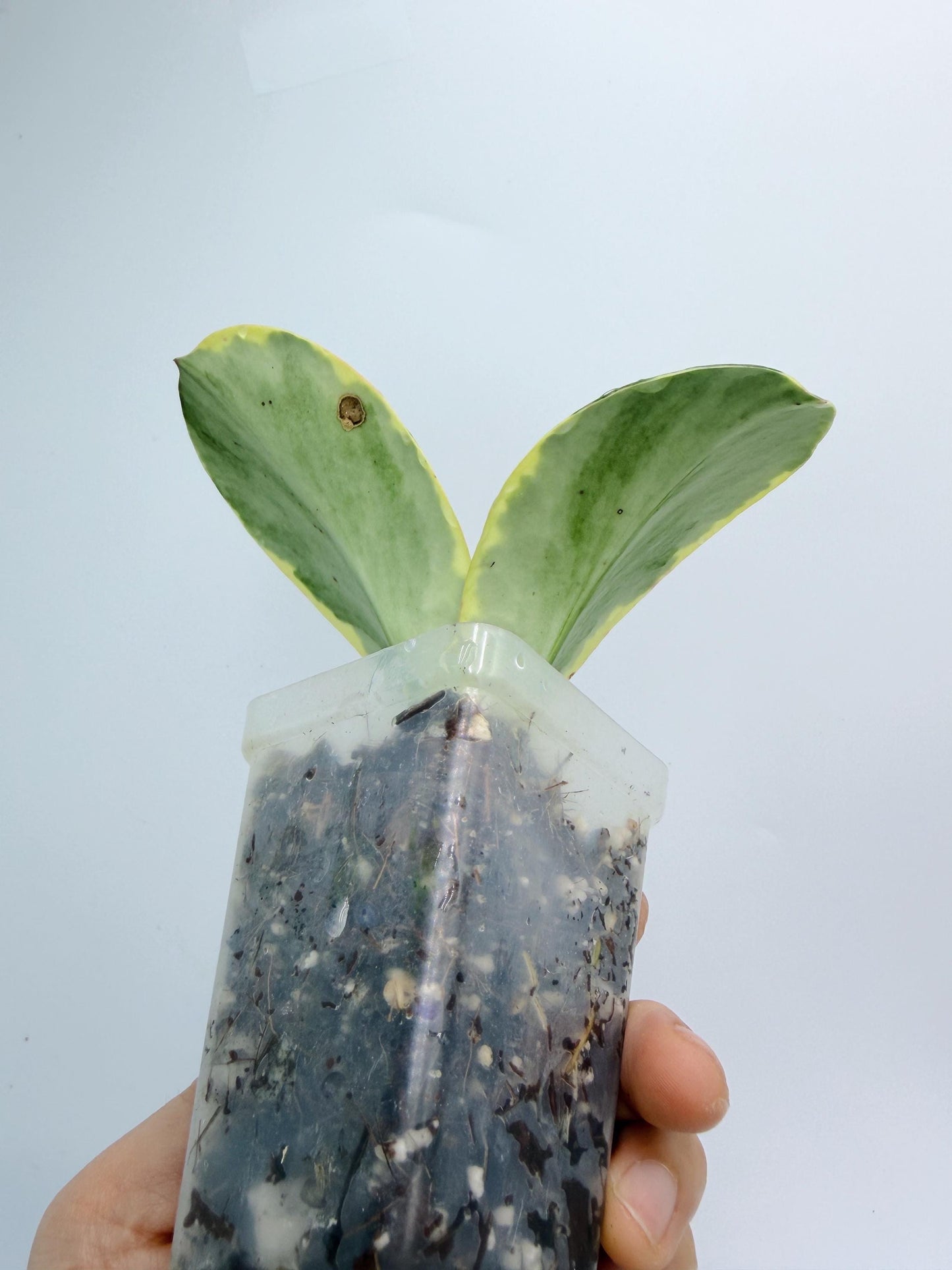 Hoya sp. Ea So - Daklak Fofest