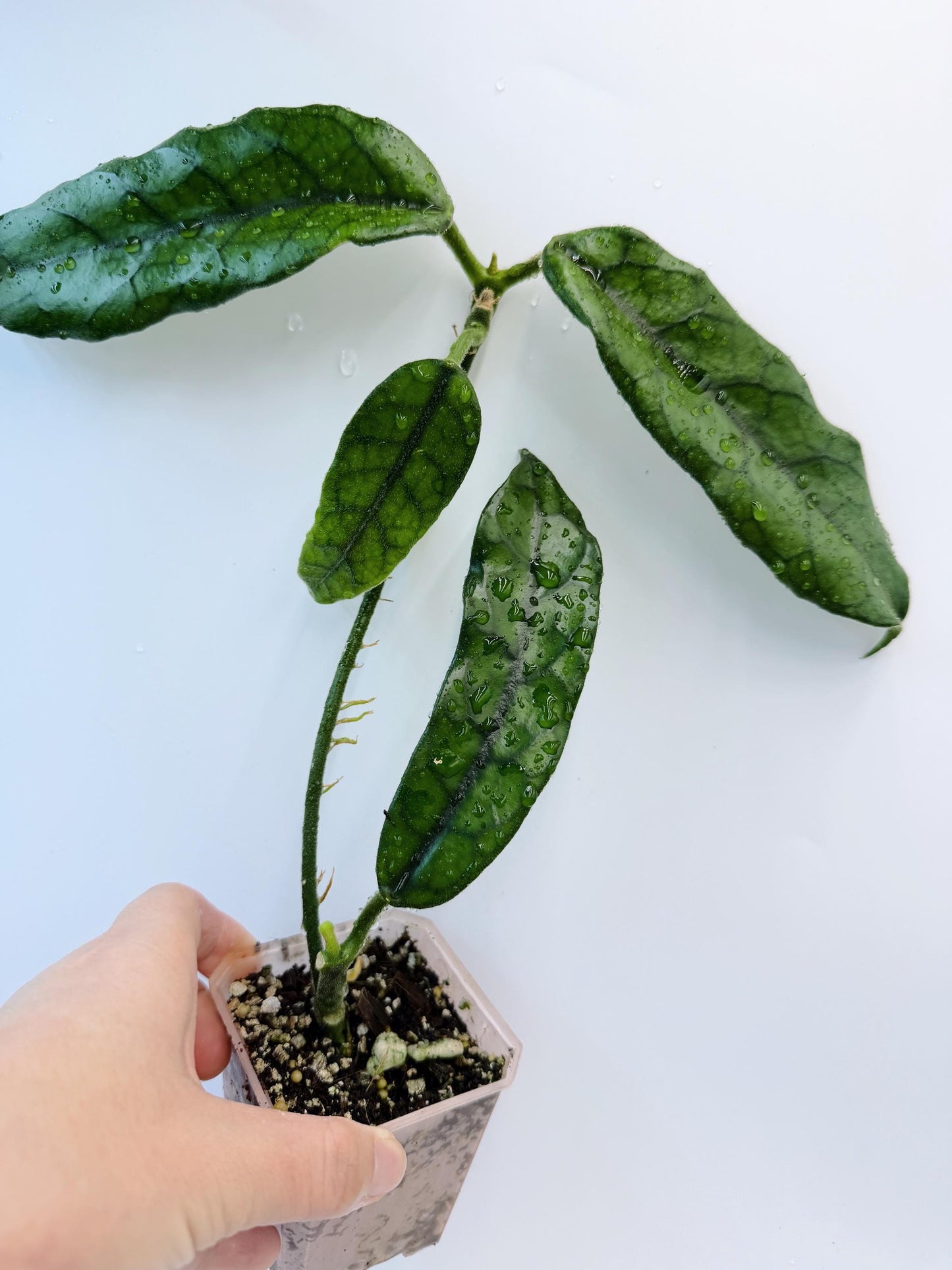 Hoya Globulosa (long leaf)