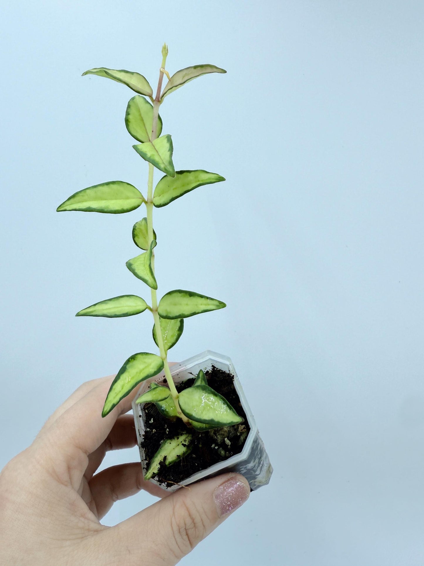 Hoya Bella Inner Variegated