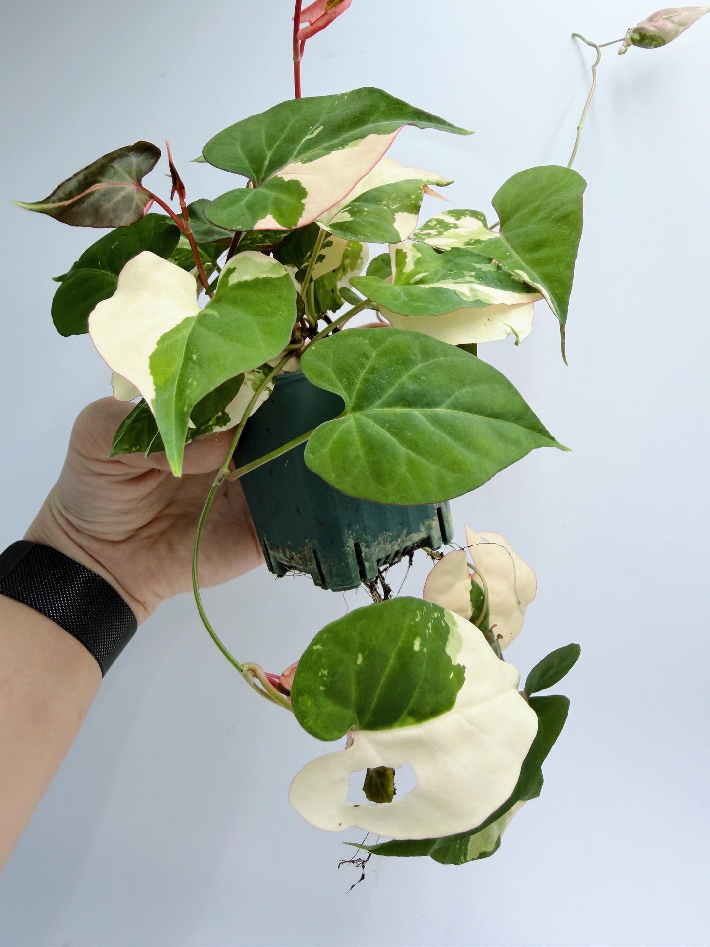 Fallopia Multiflora Variegated