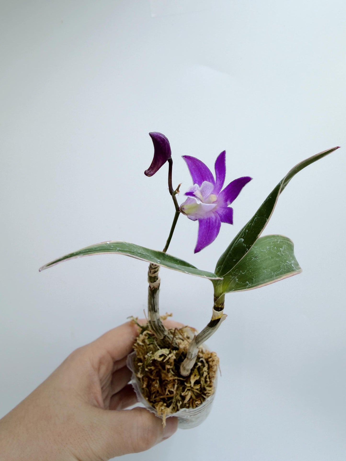 Dendrobium Kingianum