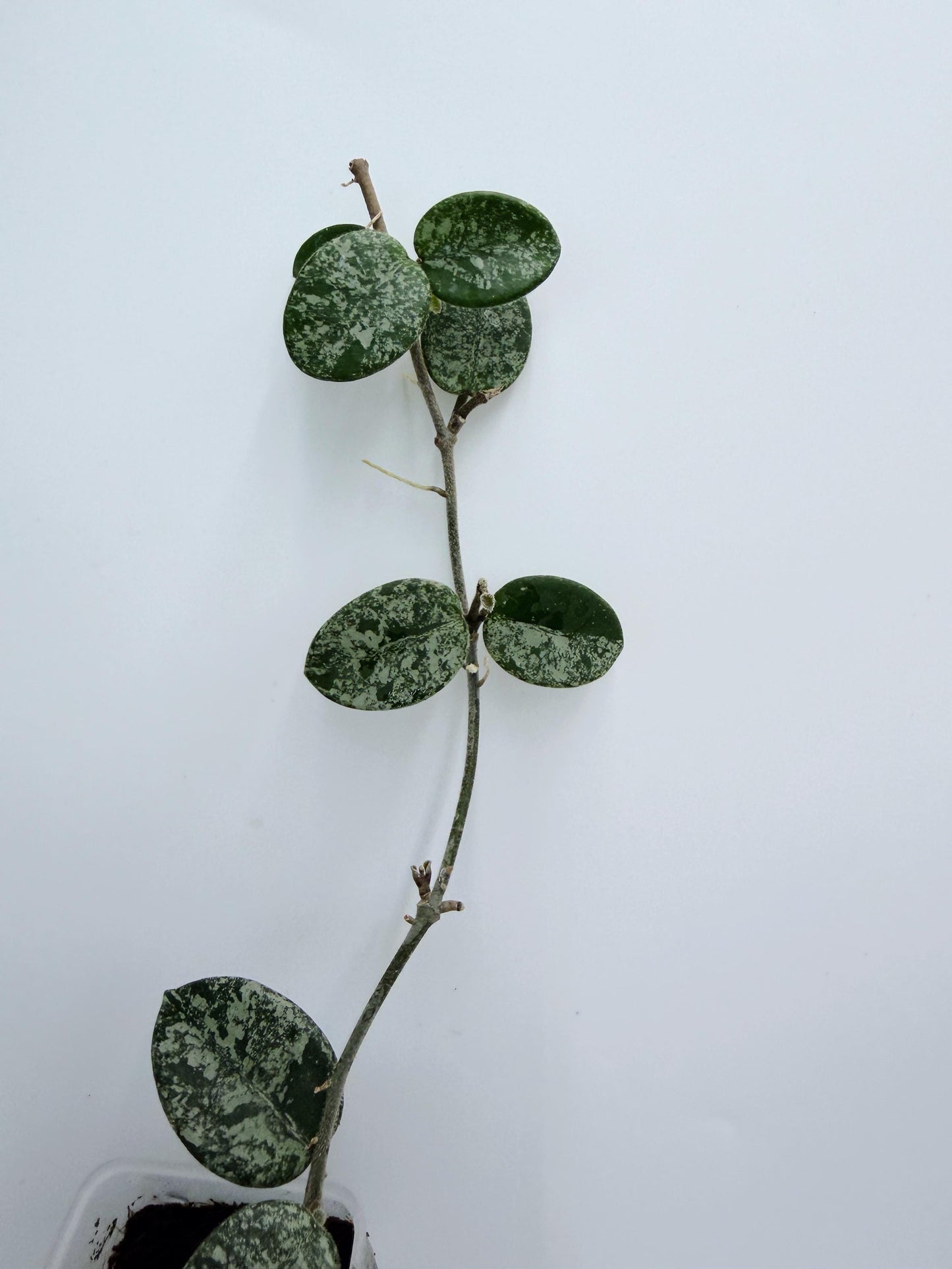 Hoya Mathilde Splash