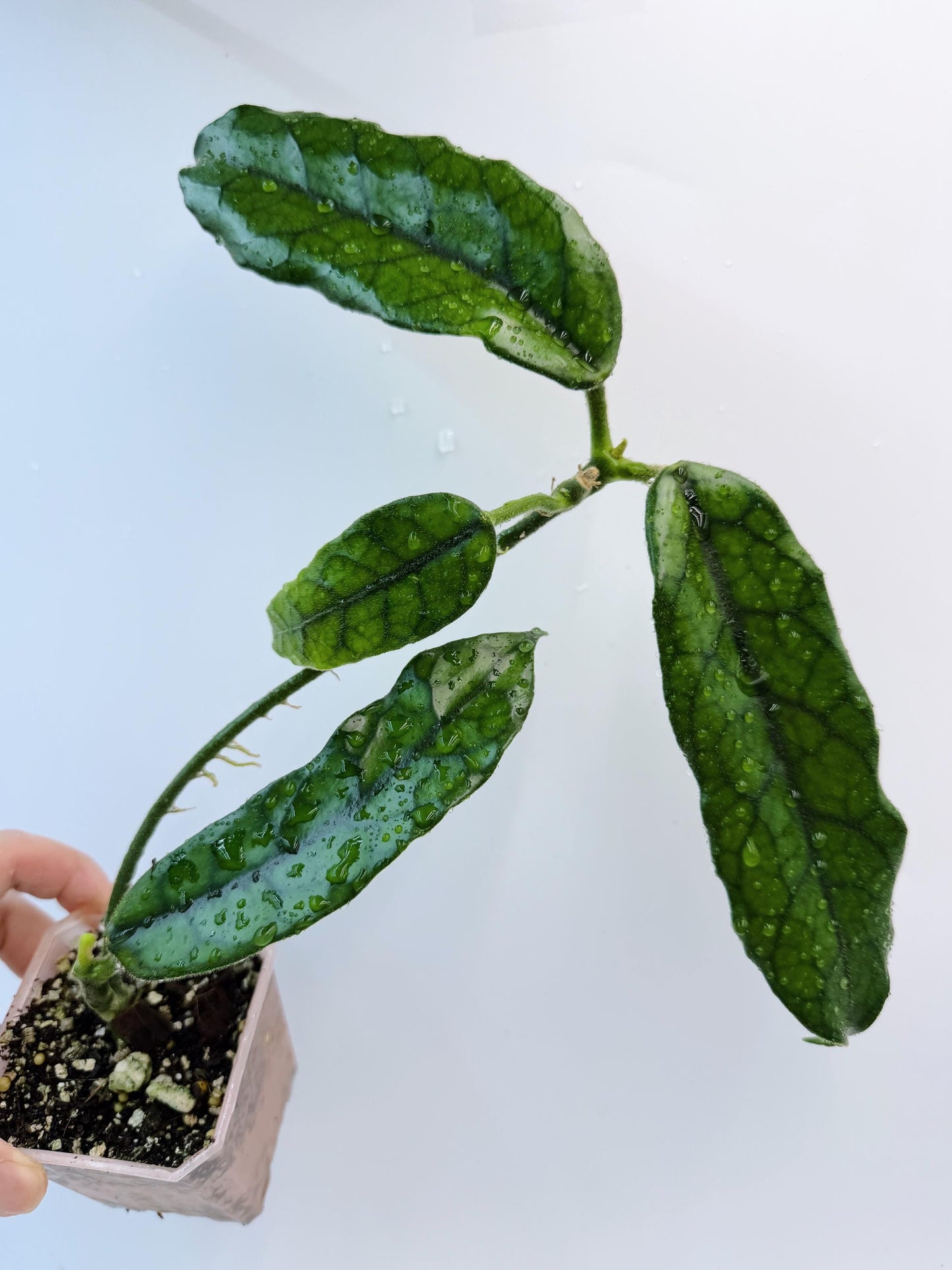 Hoya Globulosa (long leaf)