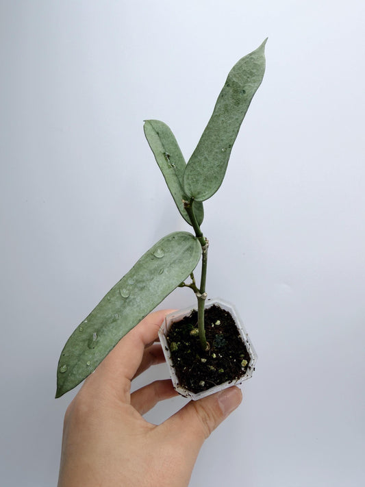 Hoya Pandurata Silver