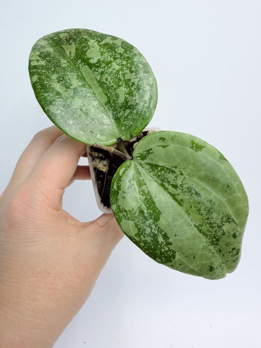 Hoya Michele Silver/Splash