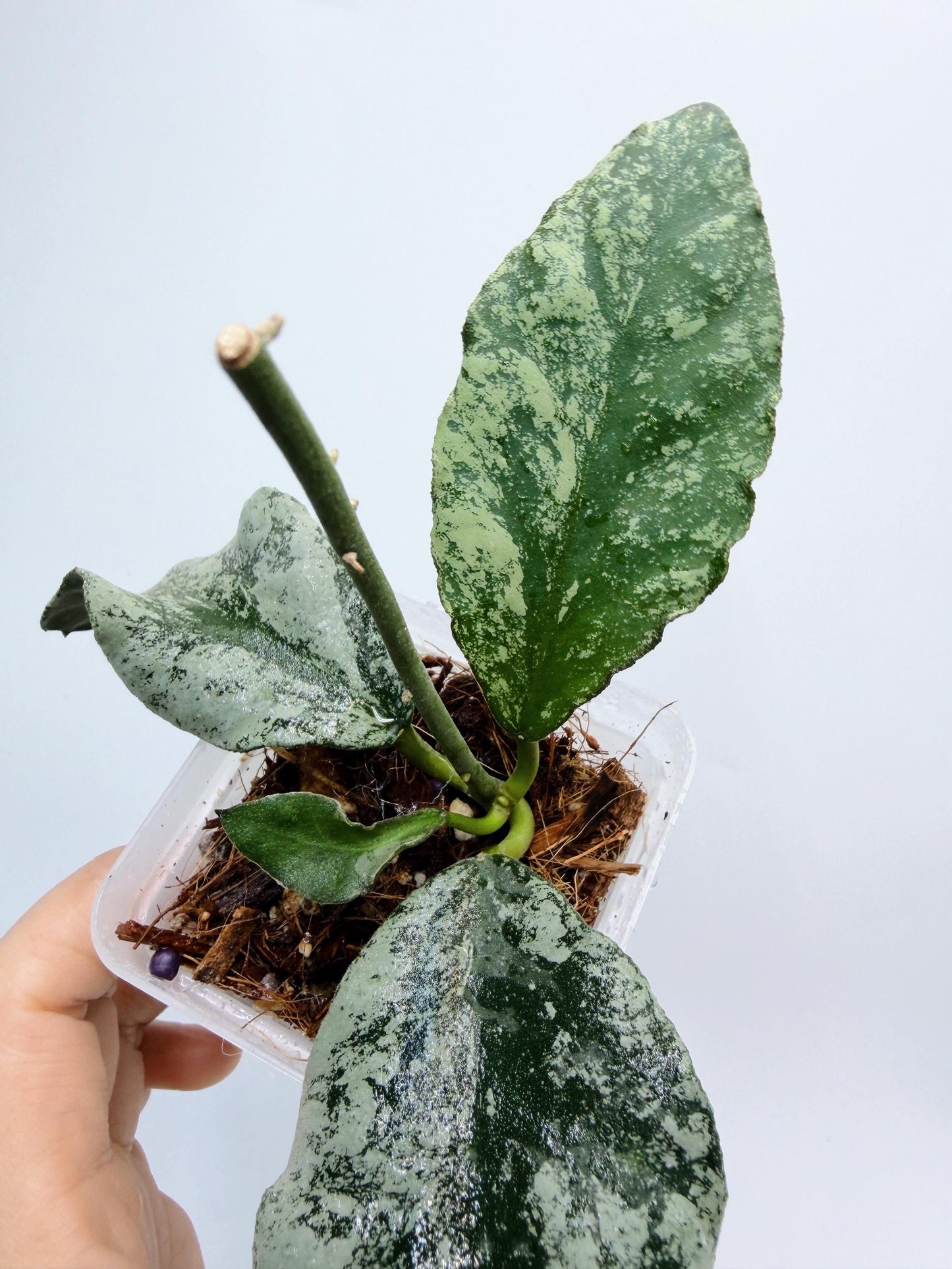 Hoya Wymaniae Splash