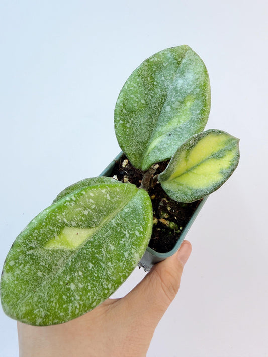 Hoya Argentea Princess