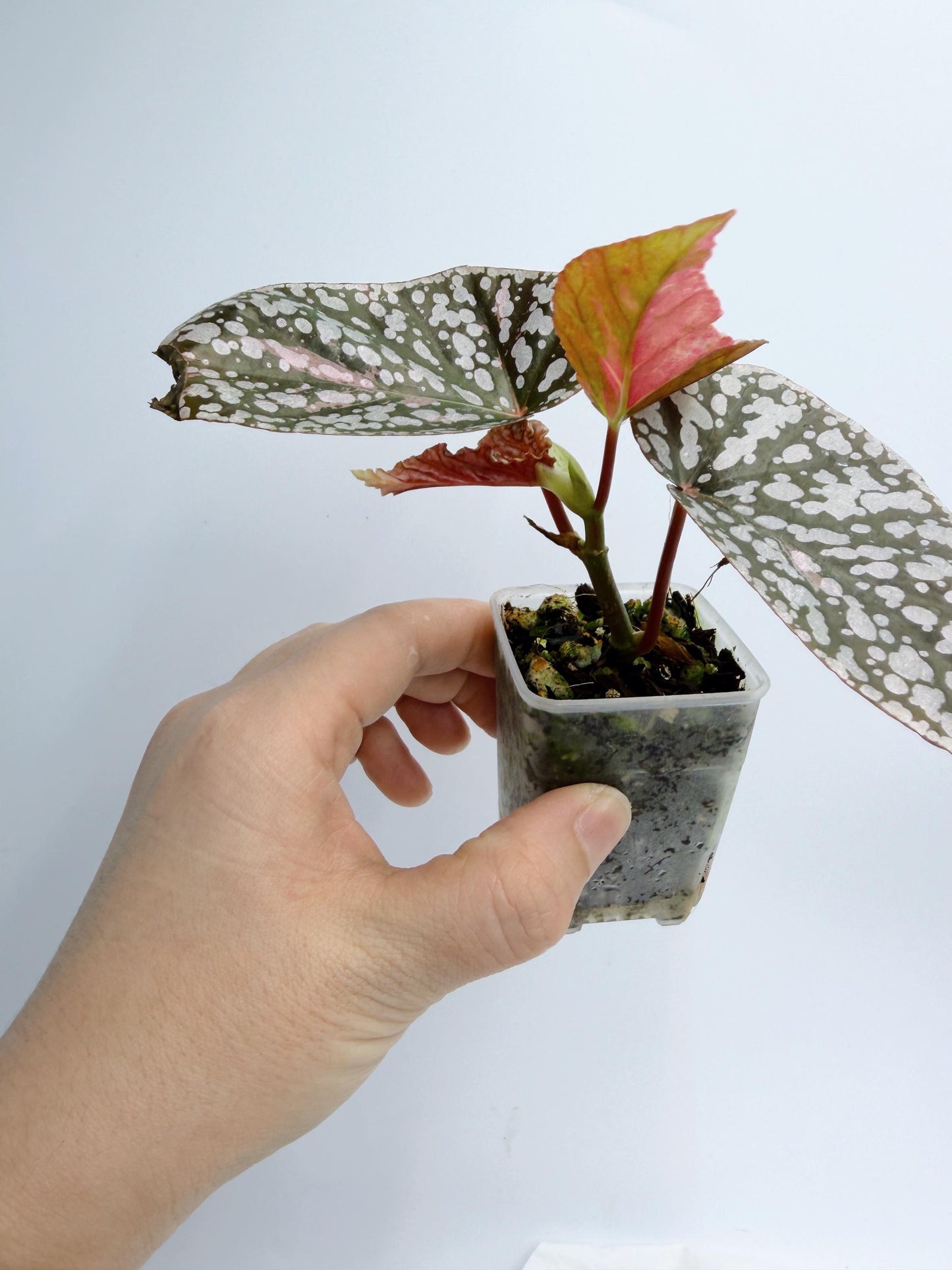 Begonia Snow Capped Variegated