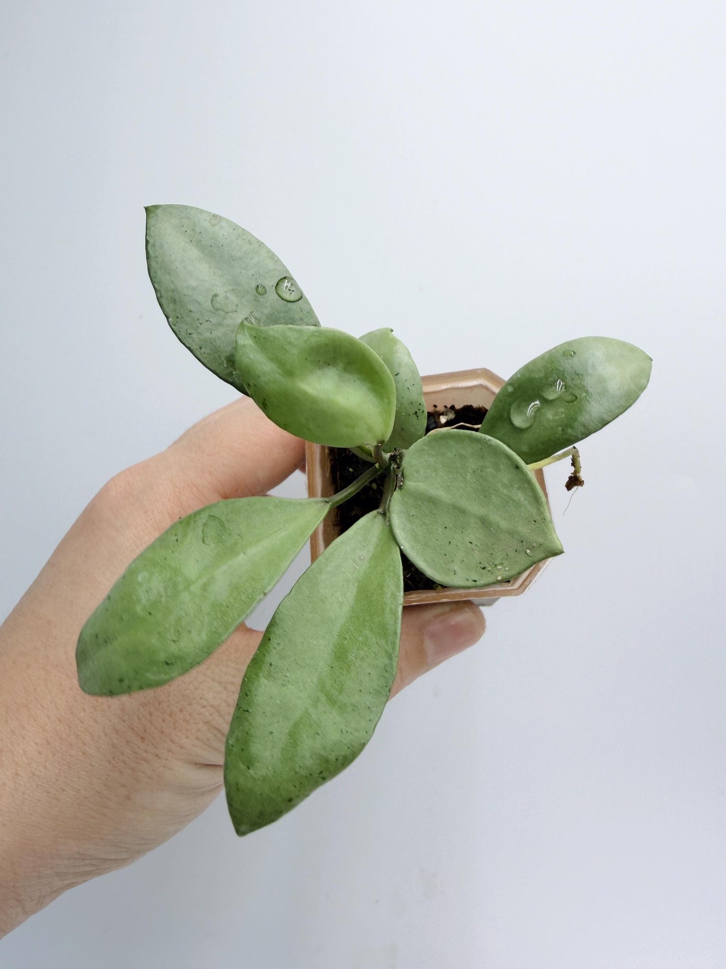 Hoya Lacunosa Silver Mint Coin