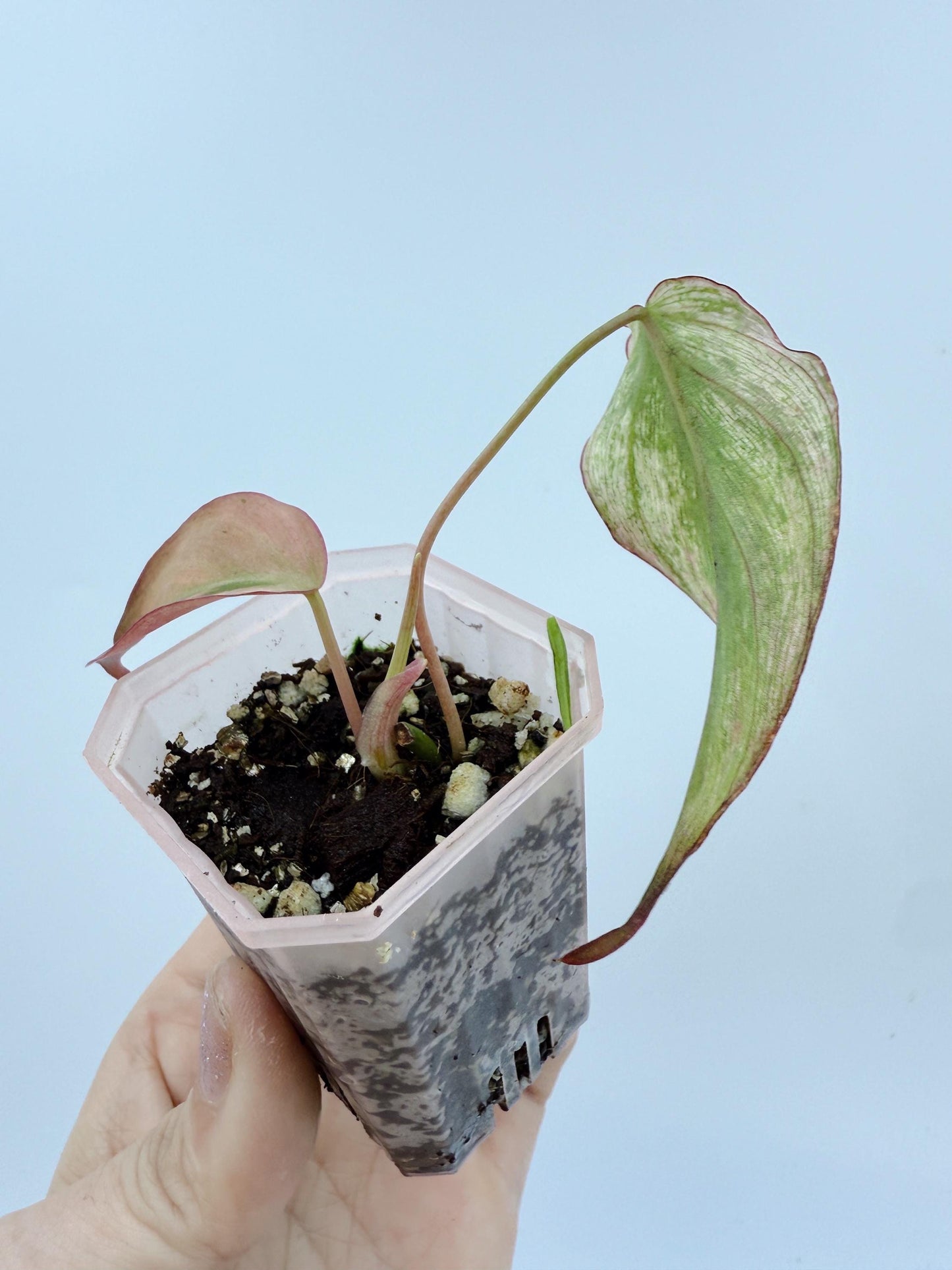 Philodendron Mican Mint Variegated