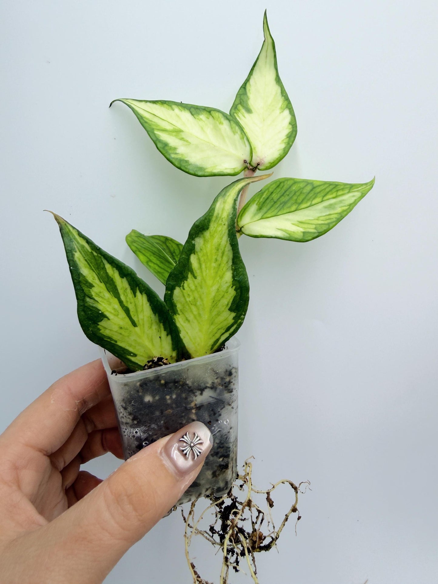 Hoya Polyneura Inner Variegated