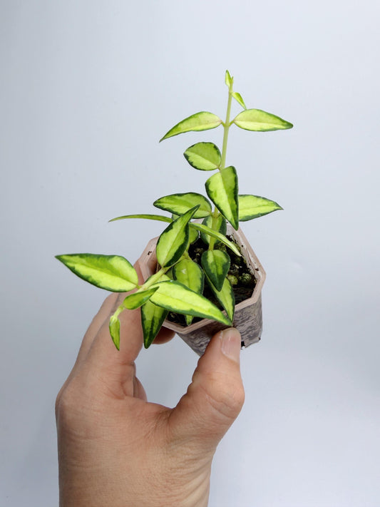 Hoya Bella Inner Variegated