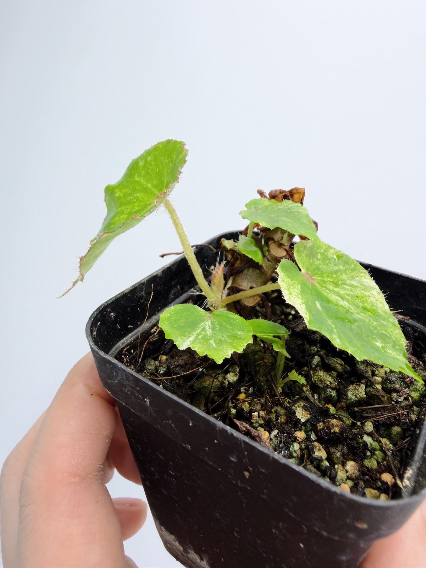 Begonia Rouge Variegated