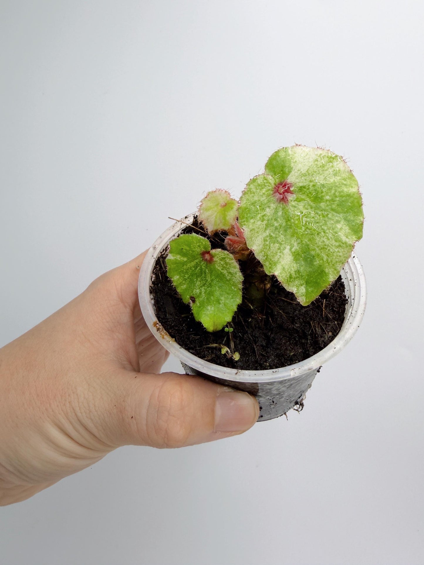 Begonia Rouge Variegated