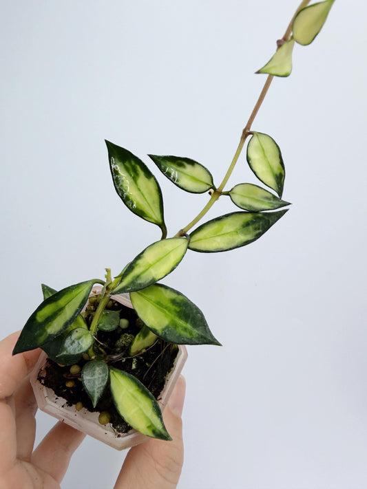 Hoya Lacunosa Inner Variegated