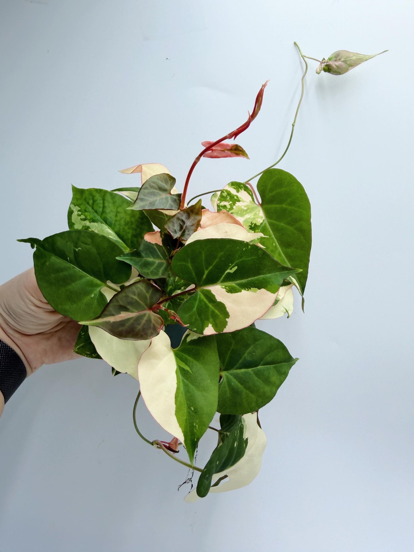 Fallopia Multiflora Variegated