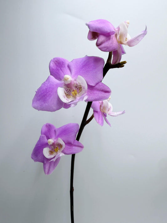 Phalaeropsis Schillgig ‘Pink Barbie’ x Phalaeriopsis Fontaineblau