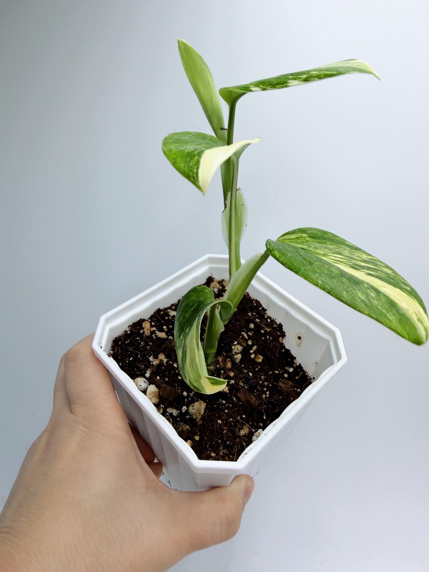 Monstera Standleyana Aurea Variegated