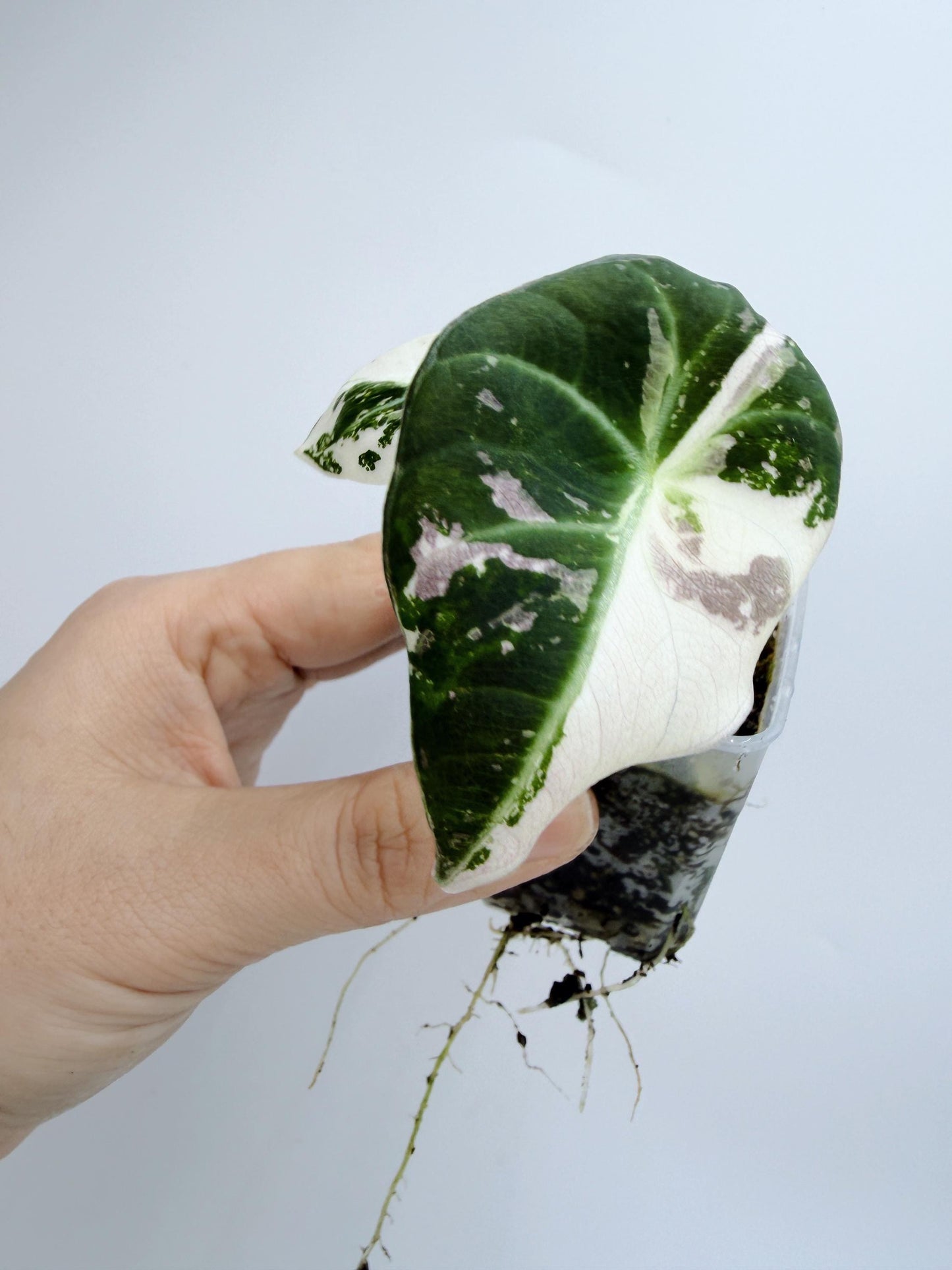 Alocasia Black Velvet Pink Variegated