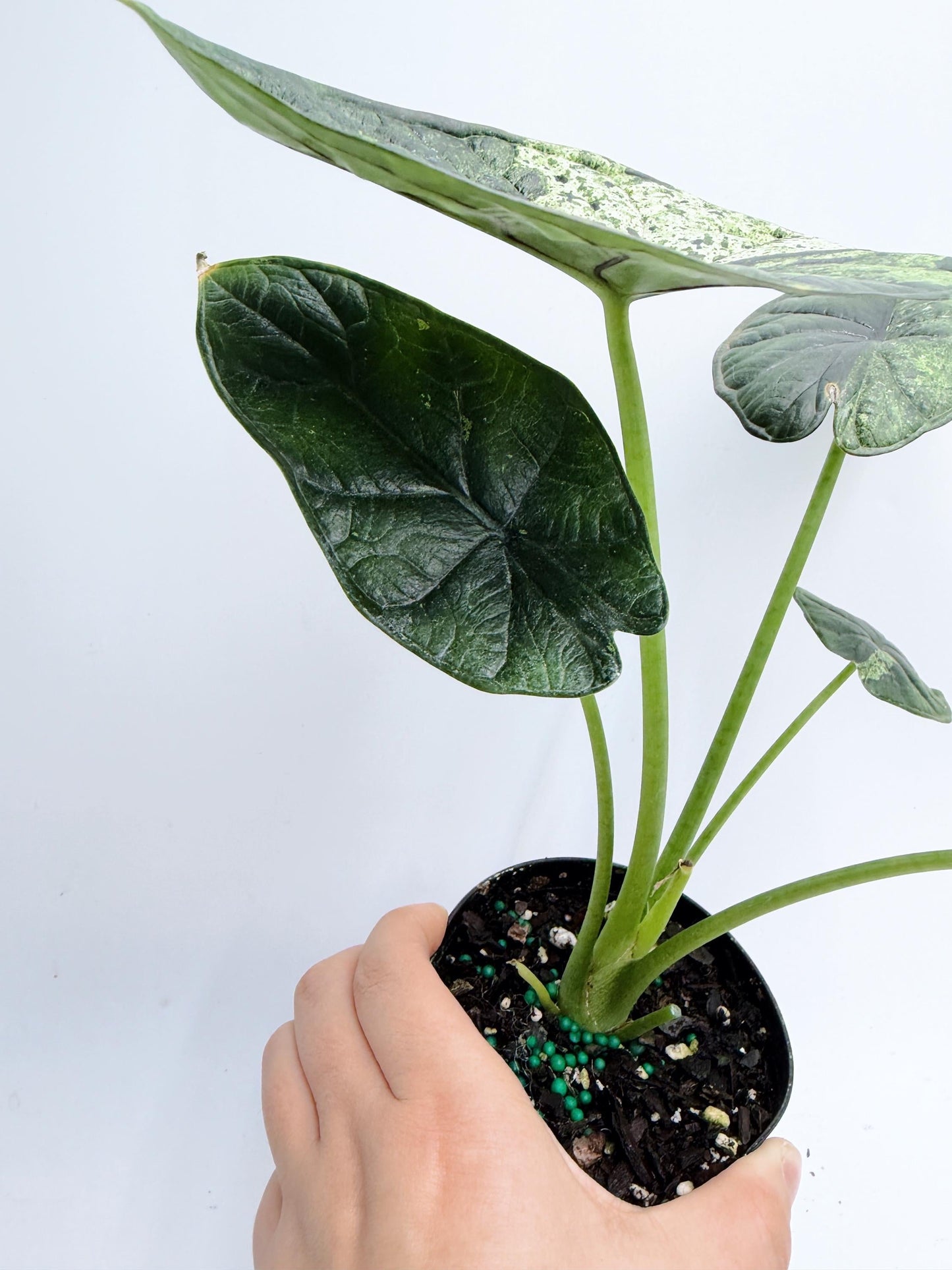 Alocasia Dragon Scale Mint