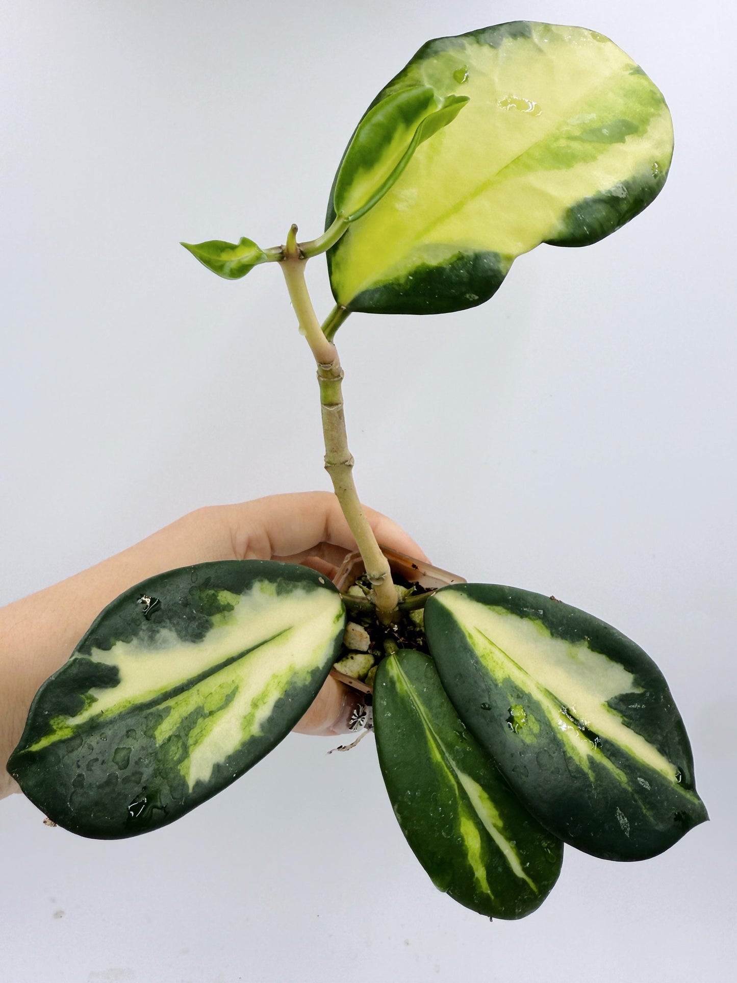 Hoya Diversifolia Maharani Variegata
