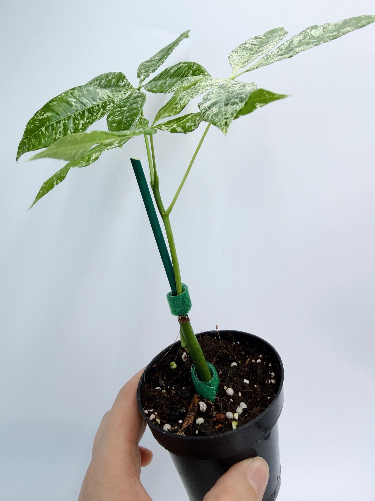 Variegated Money Tree