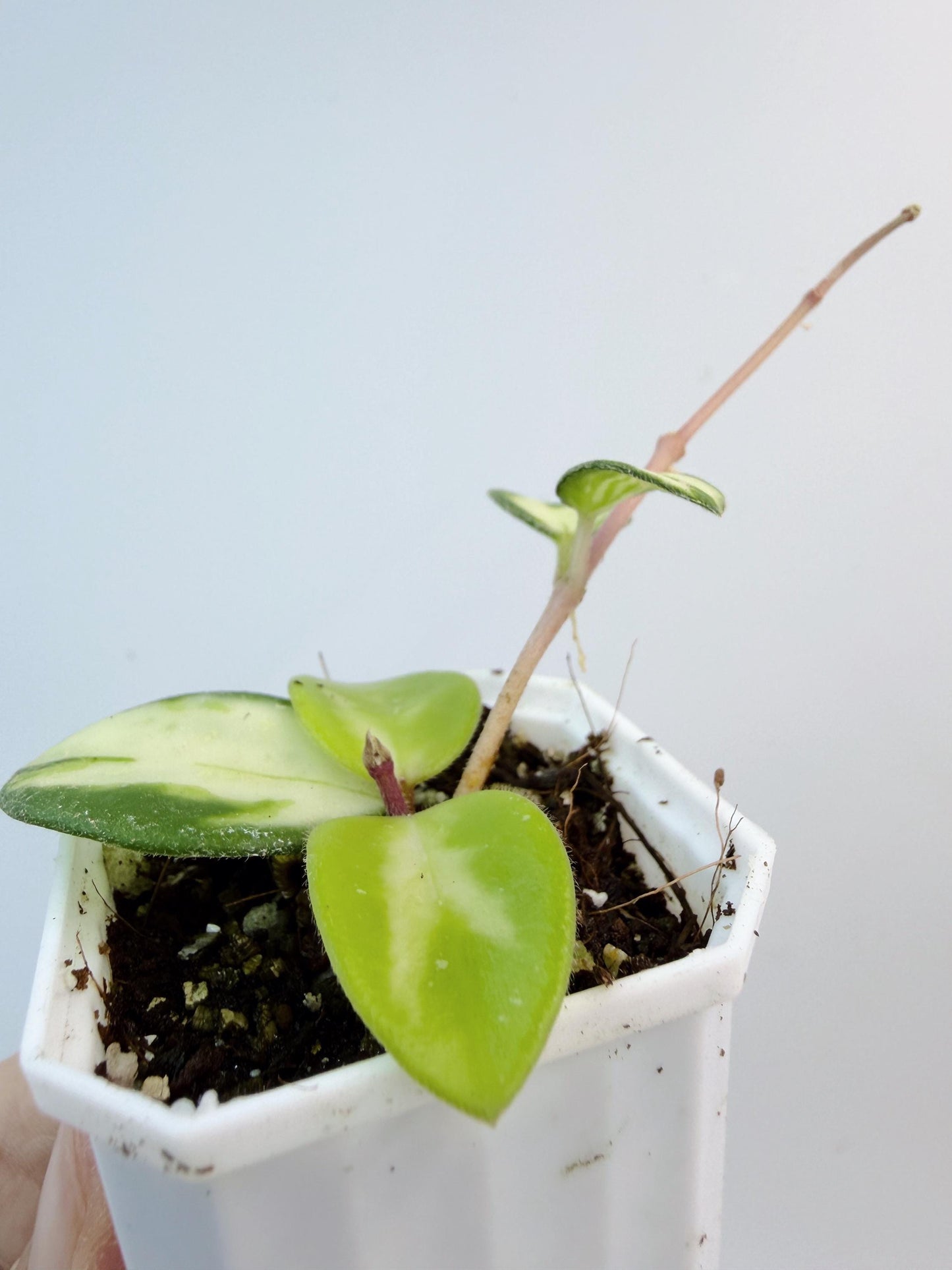Hoya Mathilde Inner Variegated