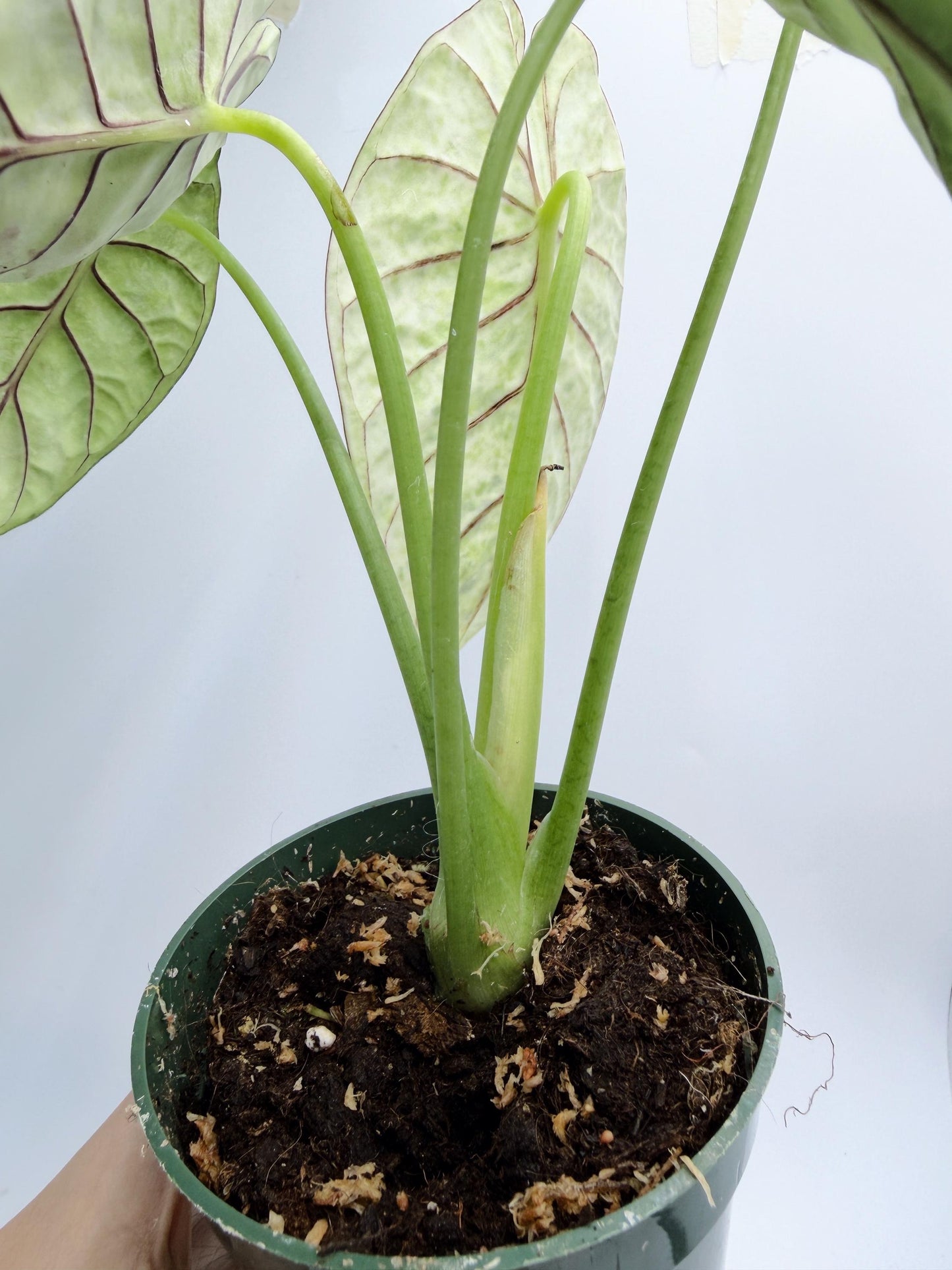 Alocasia Dragon Scale Mint