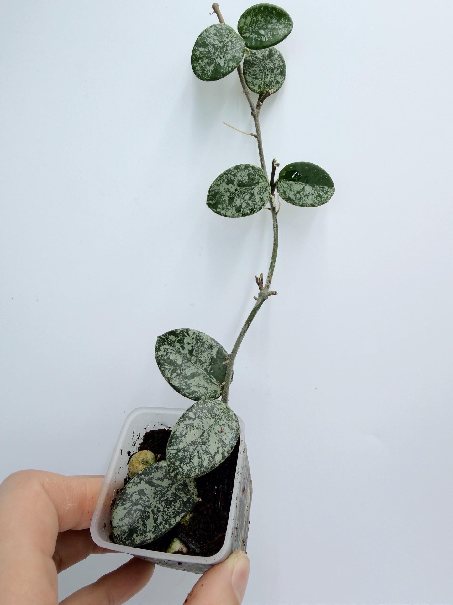 Hoya Mathilde Splash