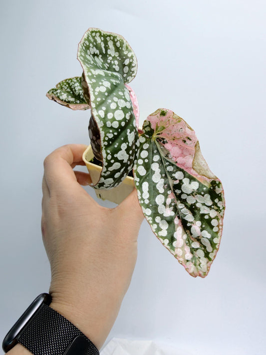 Begonia Snow Capped Variegated