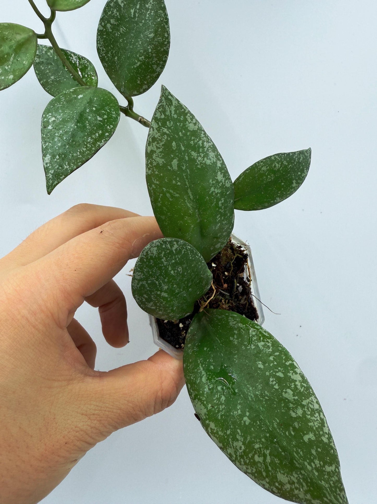 Hoya Nabawanensis Splash