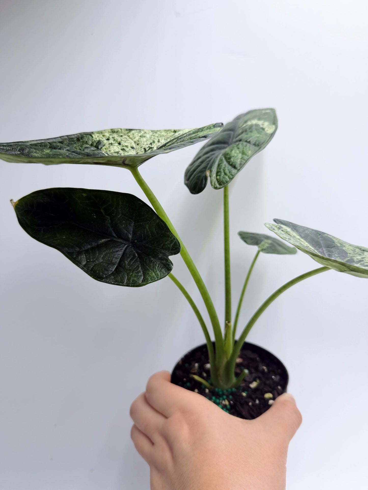 Alocasia Dragon Scale Mint