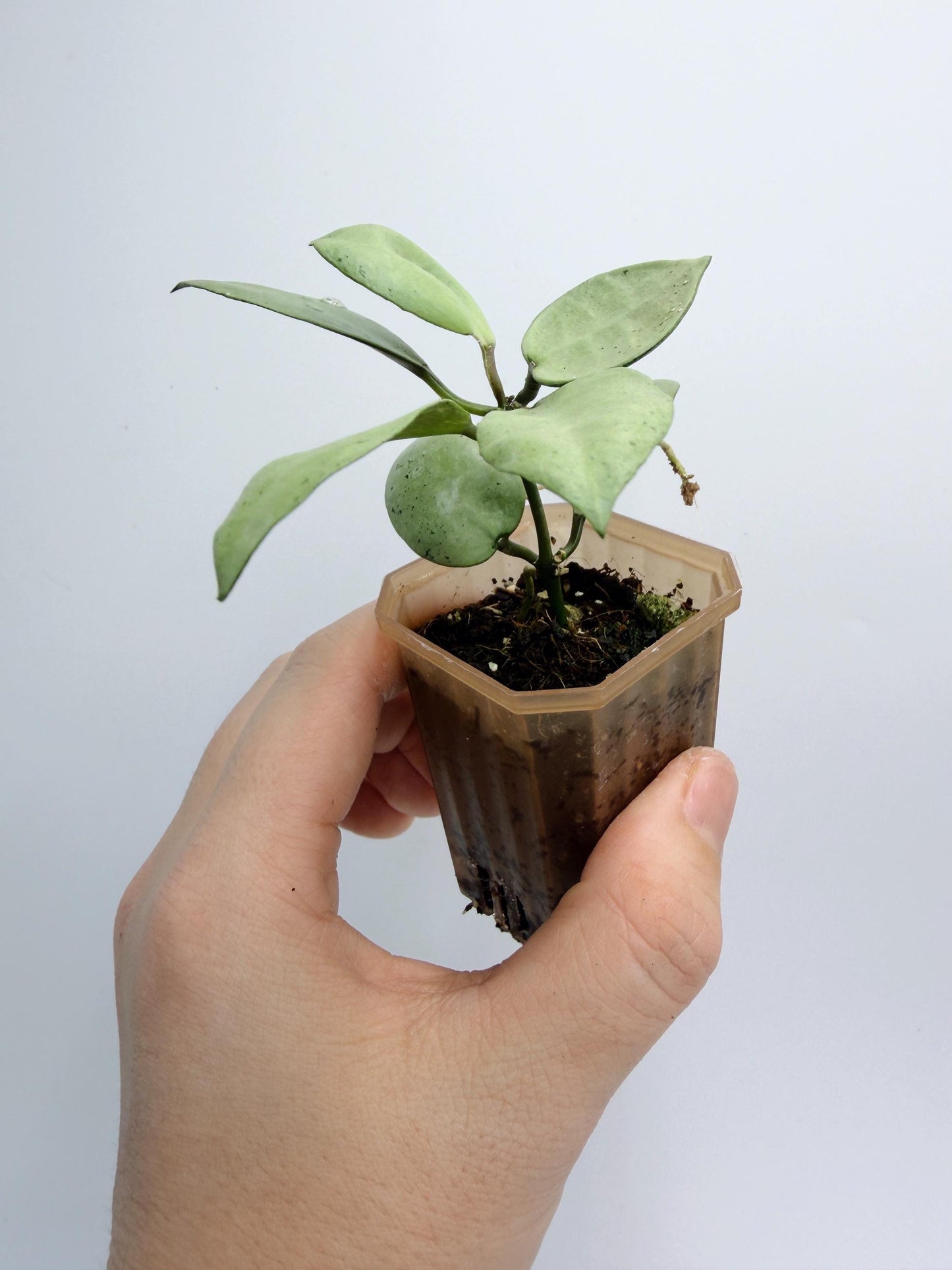 Hoya Lacunosa Silver Mint Coin