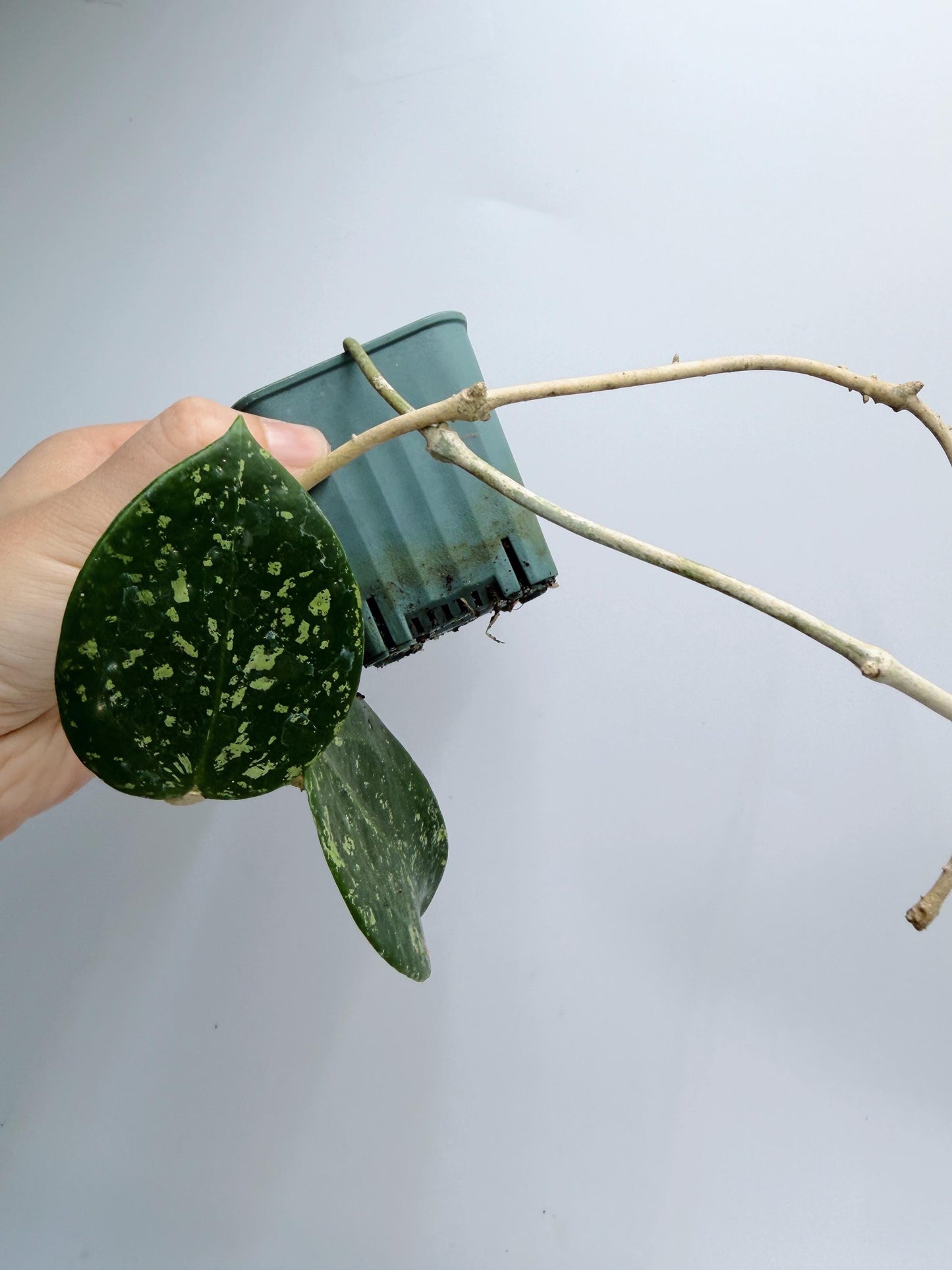 Hoya Verticillata Heart Leaves Splash