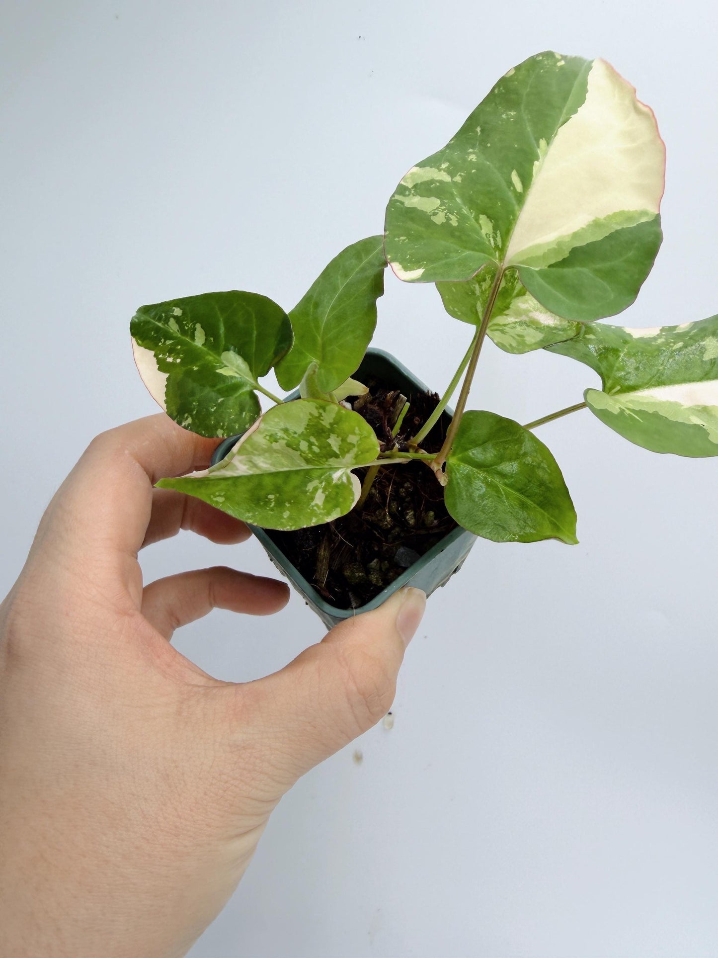 Fallopia Multiflora Variegated