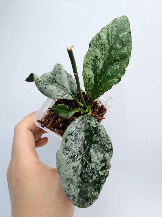 Hoya Wymaniae Splash