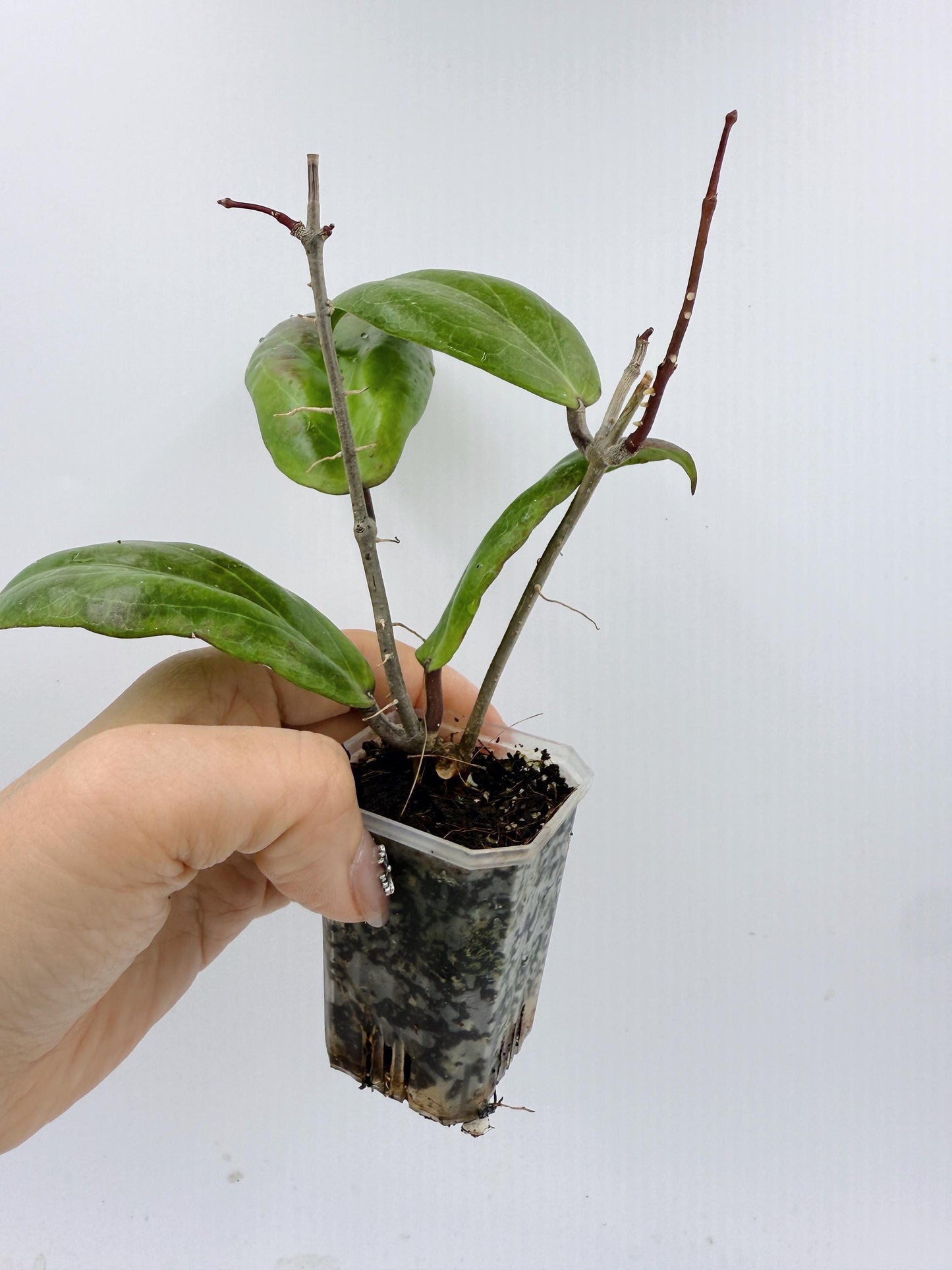 Hoya Swiffer's Dream