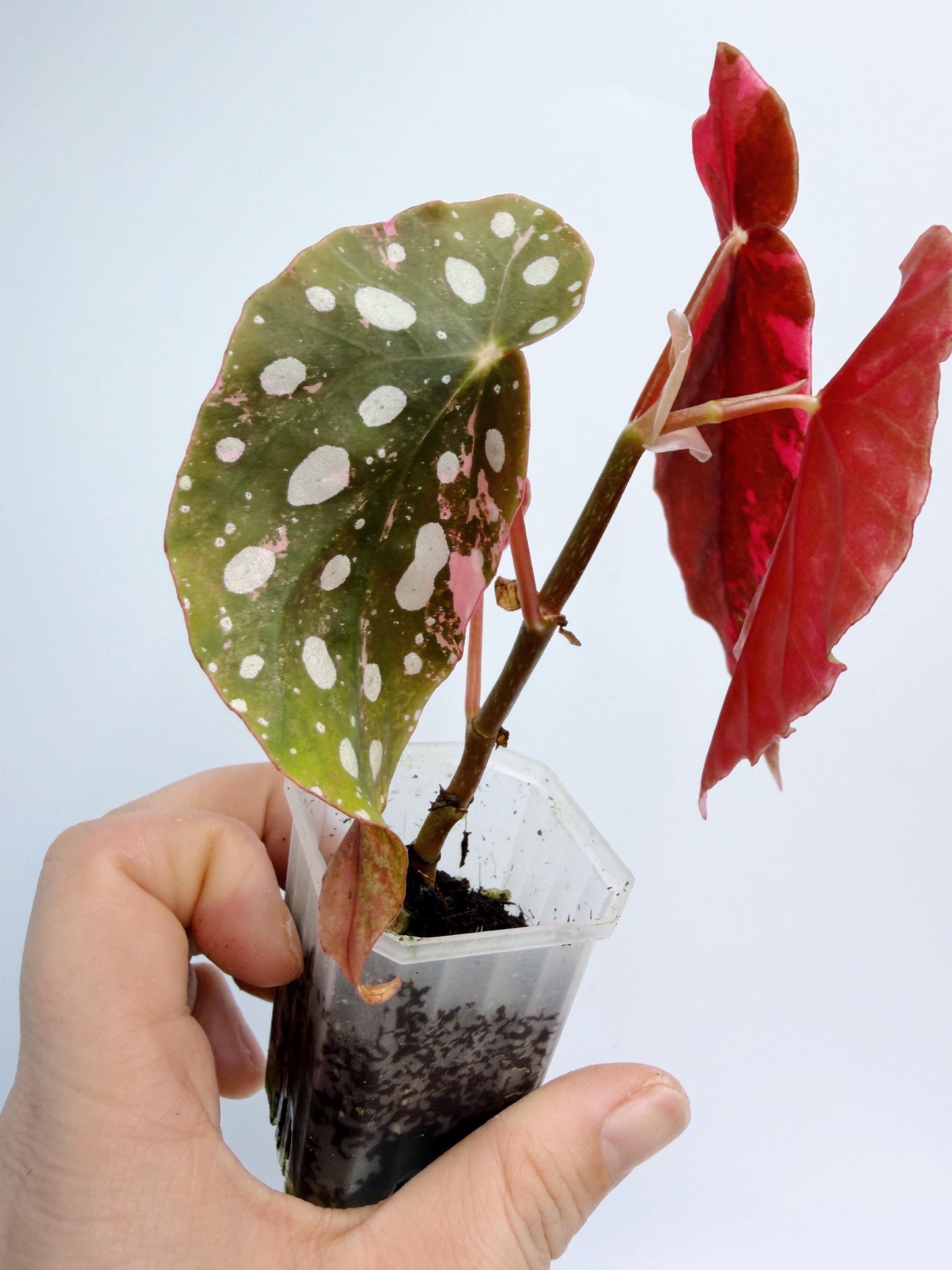 Begonia Maculata Pink Variegated