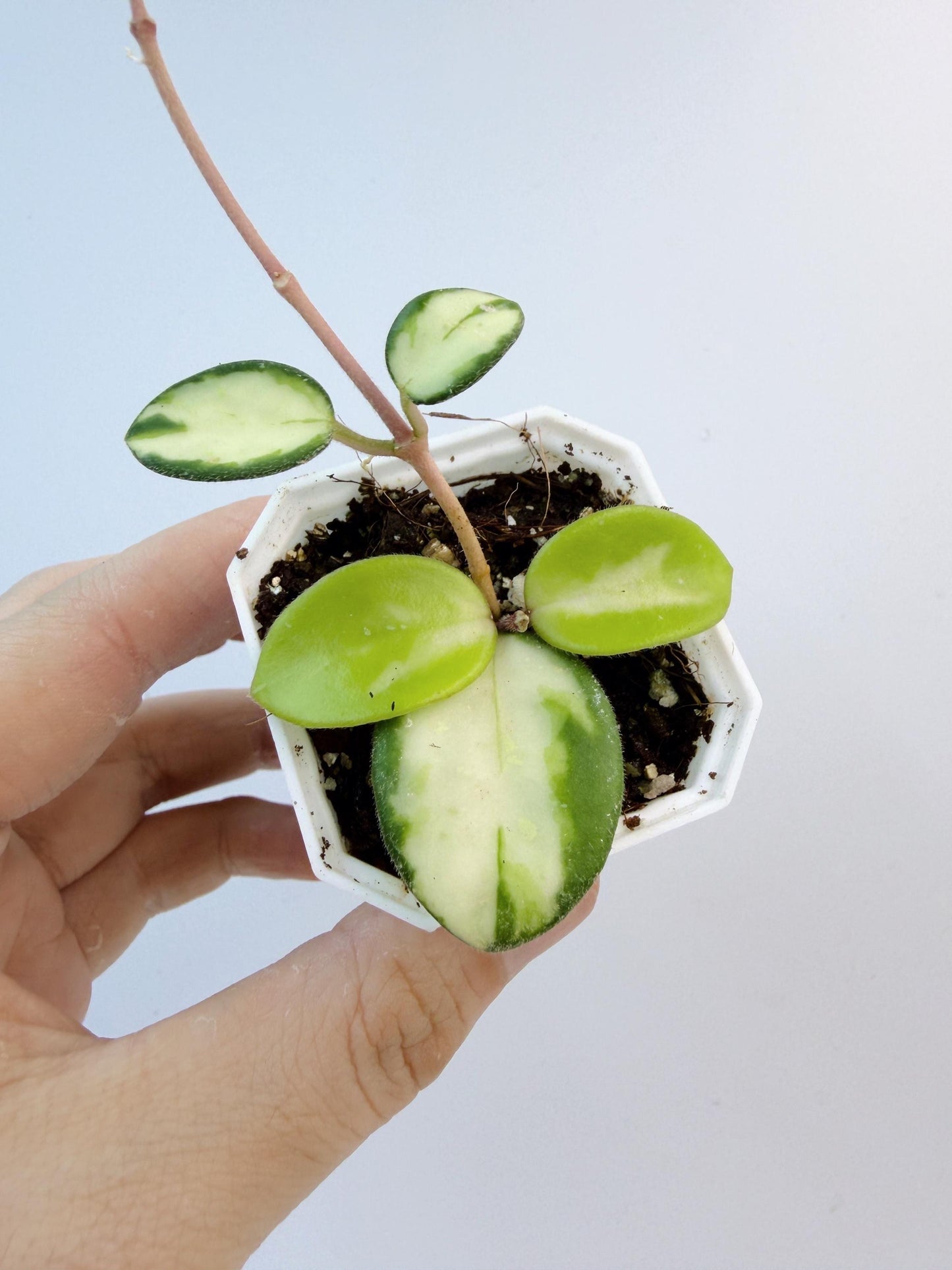 Hoya Mathilde Inner Variegated