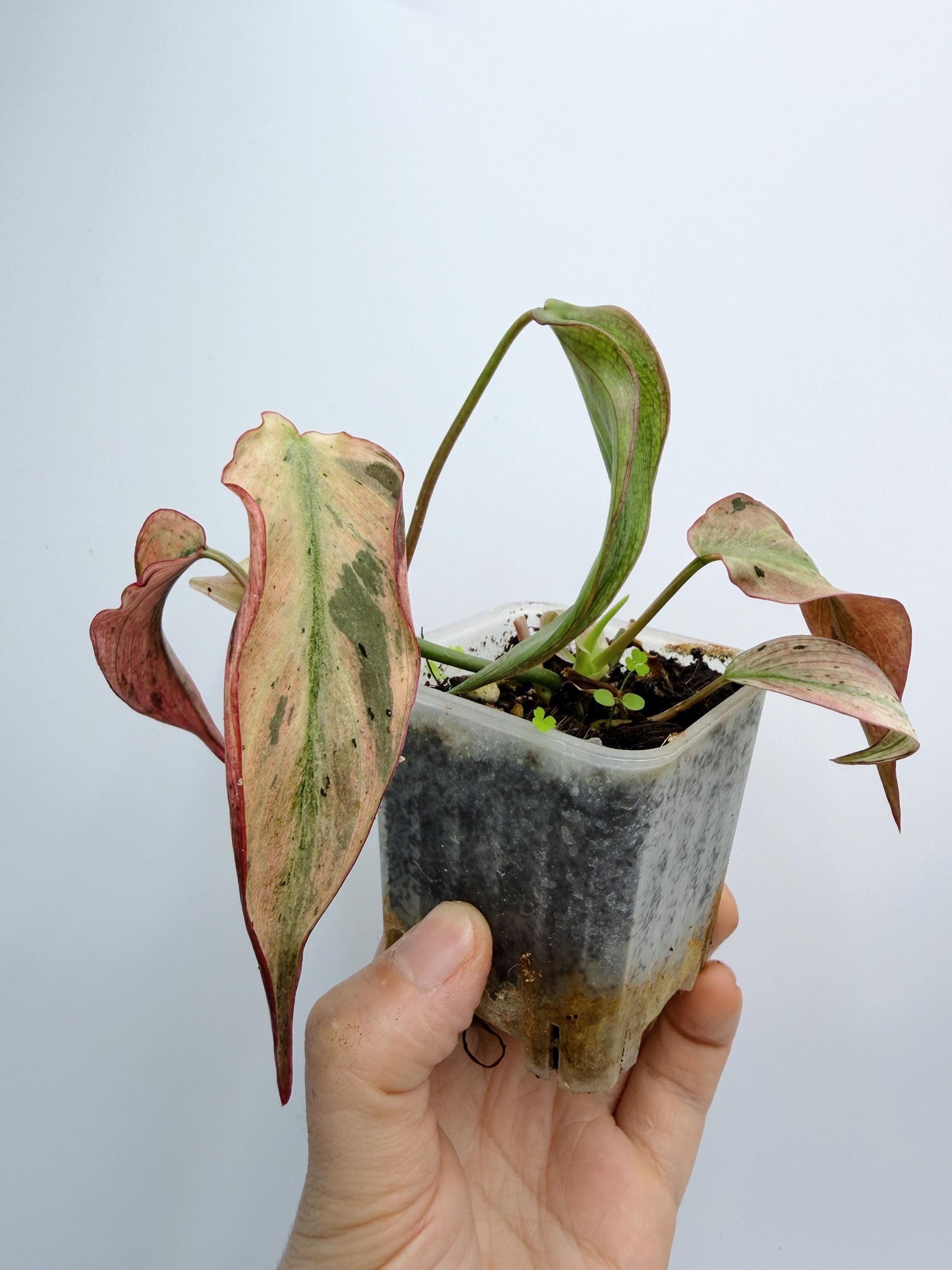 Philodendron Mican Mint Variegated